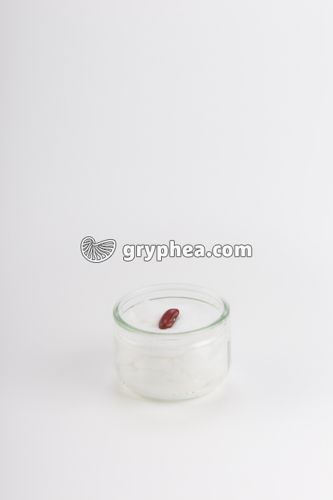 Germination de la graine de Haricot - Haricot sur coton - (début) t = 0 - gryphea.org